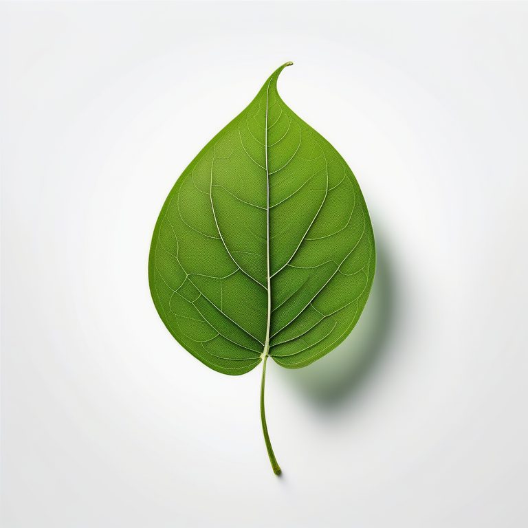 极简设计-绿色叶片